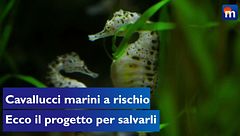Cavallucci marini di White in via d'estinzione, il progetto per salvarli