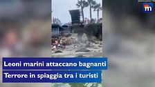 Leoni marini attaccano i bagnanti, terrore in spiaggia