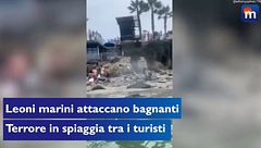 Leoni marini attaccano i bagnanti, terrore in spiaggia