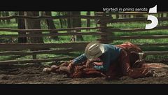 L'uomo che sussurrava ai cavalli