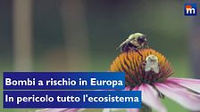 Il futuro dei bombi a rischio in Europa, in pericolo tutto l'ecosistema