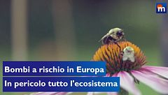 Il futuro dei bombi a rischio in Europa, in pericolo tutto l'ecosistema
