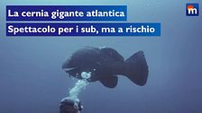 La cernia gigante atlantica, spettacolo per i sub ma a rischio per la pesca