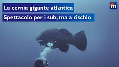 La cernia gigante atlantica, spettacolo per i sub ma a rischio per la pesca