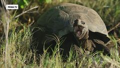 Creature bizzarre - La natura che non ti aspetti