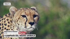 I campioni del Regno animale