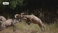 Battaglie animali