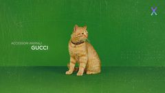 Fashion Pets, collezioni esclusive per amici a quattro zampe