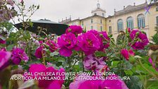 Ode alla rosa: dalla natura alla letteratura, celebriamo la regina dei fiori