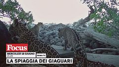 La spiaggia dei giaguari