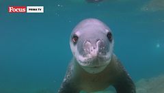 Incontri ravvicinati nel meraviglioso mondo degli animali