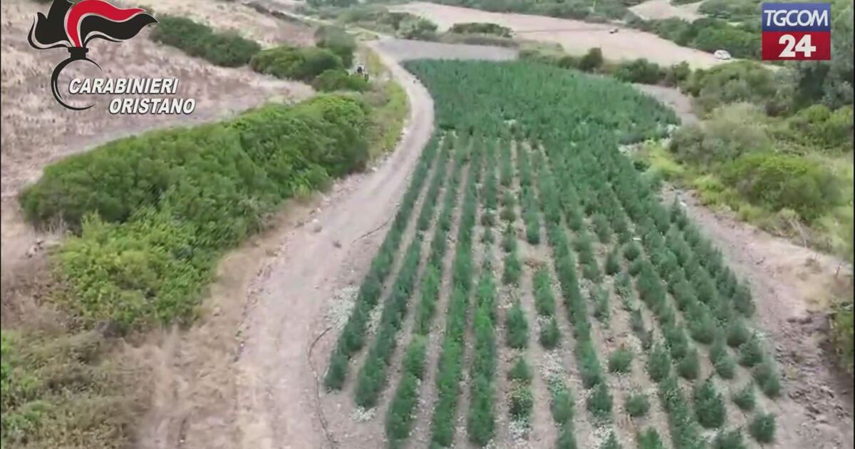 Tgcom24: Oristano, scoperta coltivazione di marijuana: otto arresti ...