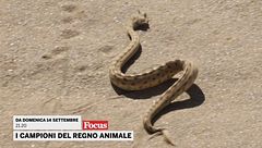 I campioni del regno animale