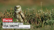 Viva i brutti! - La bellezza nascosta degli animali