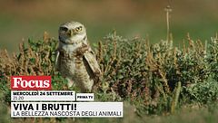 Viva i brutti! - La bellezza nascosta degli animali