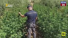 Palermo, immensa piantagione di marijuana a Partinico: sequestro da 3 milioni di euro