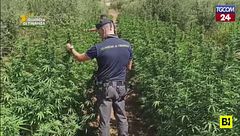 Palermo, immensa piantagione di marijuana a Partinico: sequestro da 3 milioni di euro