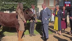 Londra, Re Carlo III accoglie una mucca del Sussex a Clarence House per un evento benefico
