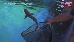 Florida, centinaia di animali marini trasferiti nel nuovo acquario