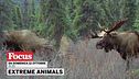Extreme animals