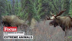 Extreme animals