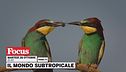 Il mondo subtropicale