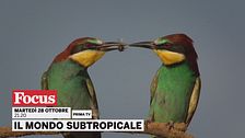 Il mondo subtropicale