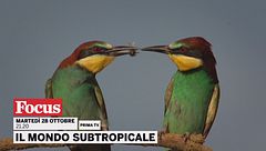 Il mondo subtropicale