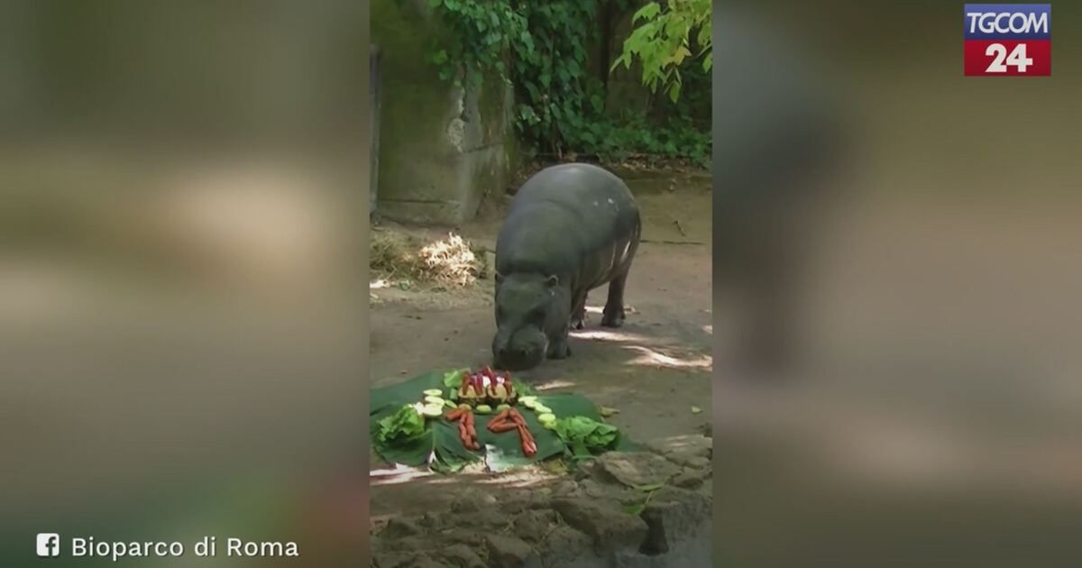 Tgcom24: Buon compleanno ad Amedeo, l'ippopotamo pigmeo festeggia 14 ...