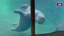 Fritz, l'ippopotamo ballerino star dello zoo (e dei social)