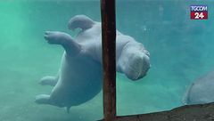 Fritz, l'ippopotamo ballerino star dello zoo (e dei social)