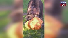Quando il bue muschiato si "scontra" con la zucca