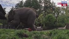 Cucciolo di elefante gioca a palla con una zucca: il video è virale