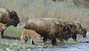Le meraviglie del parco di Yellowstone