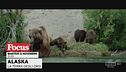 Alaska - La terra degli orsi