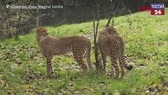 Gb, al Chester Zoo sono arrivati i ghepardi africani Kendi e Tafari