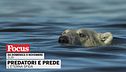 Predatori e prede - L'eterna sfida