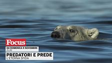Predatori e prede - L'eterna sfida