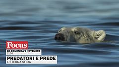 Predatori e prede - L'eterna sfida