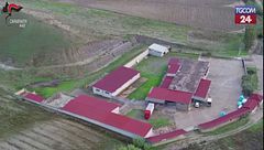 Cosenza, uccisione e macellazione clandestina di cavalli: un arresto