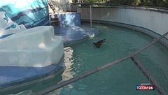 Napoli, lezioni di nuoto per il leone marino Saylor