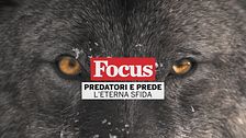 Predatori e prede