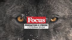 Predatori e prede