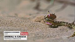 Animali a caccia: trappole ed imboscate