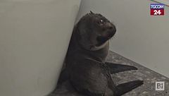 Nuova Zelanda, cucciolo di foca fa irruzione in un bar