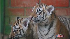 Cuccioli di tigre siberiana allo zoo di Mosca