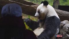 Il Giappone per la prima volta in 50 anni senza panda