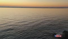 A Venezia dopo il delfino Mimmo, spunta una foca monaca