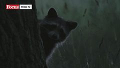 Animali nella tempesta