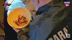 Grosseto, in casa un allevamento illegale di gamberi della Louisiana